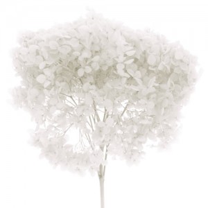 Bouquet de fleurs séchées - Artemio
